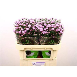Aster Double Date Pink