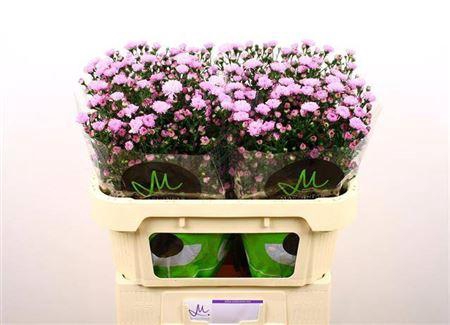 <h4>Aster Double Date Pink</h4>
