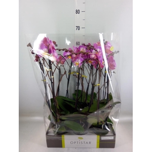 Phalaenopsis   ...lilac