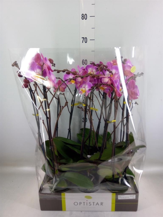 <h4>Phalaenopsis ...lilac</h4>