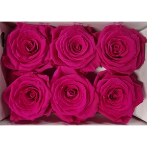 Ro Pres Classic Fuchsia