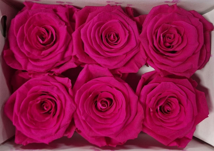 Ro Pres Classic Fuchsia