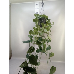 Scindapsus pictus 'Trebie'