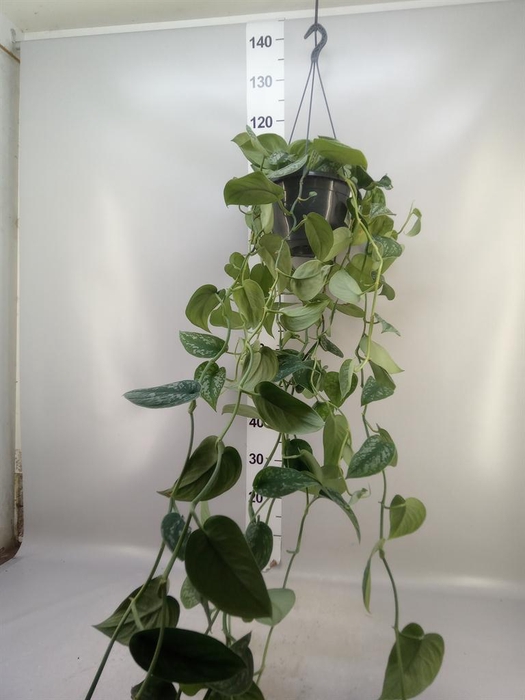 <h4>Scindapsus pictus 'Trebie'</h4>
