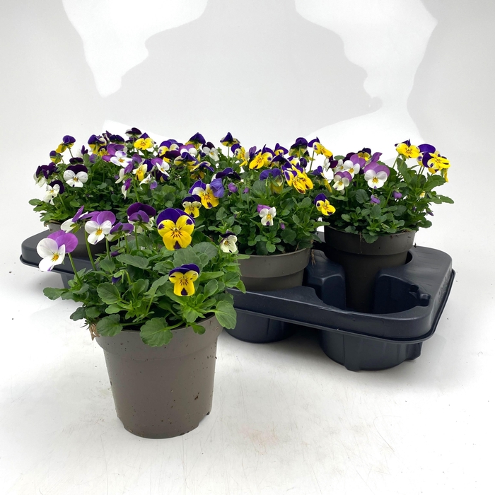 <h4>VIO CO MIXK</h4>