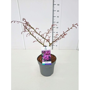 Acer palmatum Shirazz