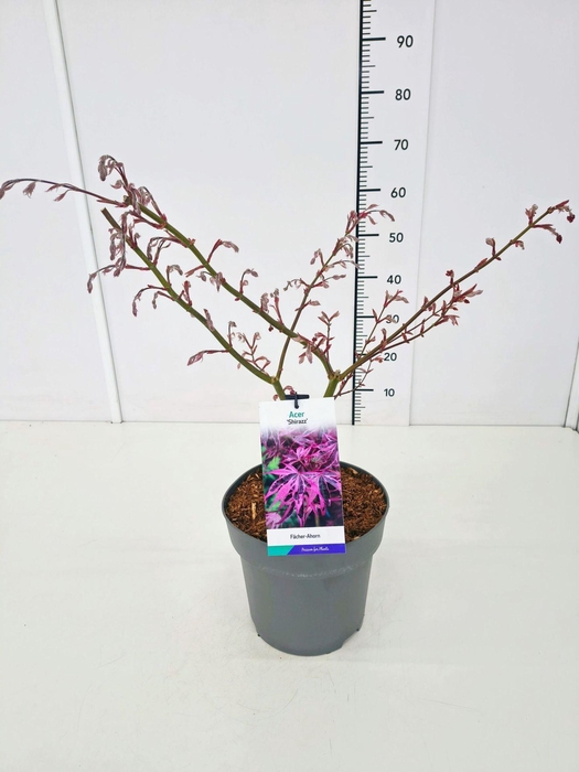 <h4>Acer palmatum Shirazz</h4>