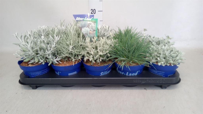 <h4>Vaste pltn   ...       [Perennials]</h4>