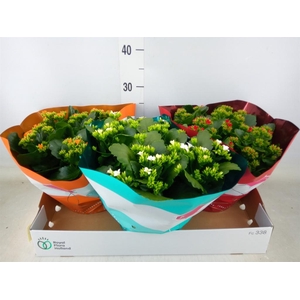 Kalanchoe blos.   ..mix 4