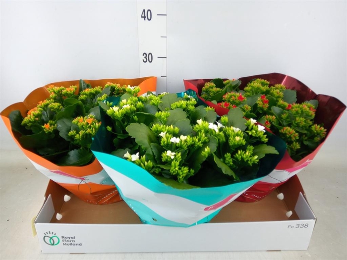 <h4>Kalanchoe blos.   ..mix 4</h4>