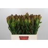 Leucadendron Laurel Yellow