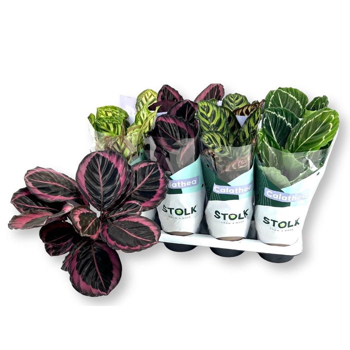 <h4>CALAT GEM 4 SRT</h4>