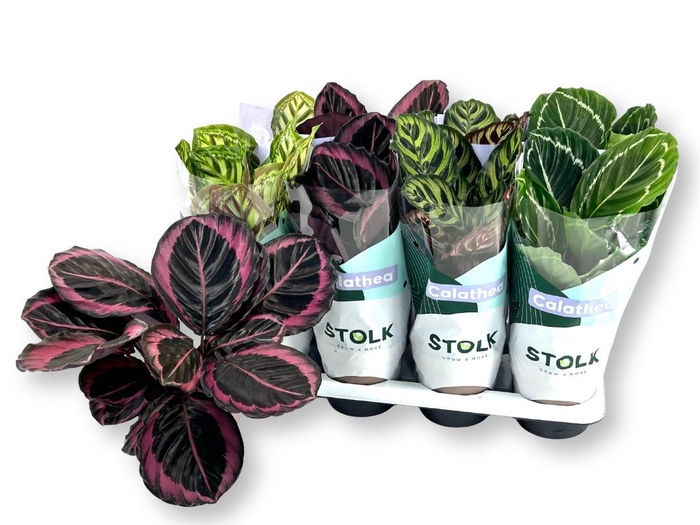 <h4>CALAT GEM 4 SRT</h4>