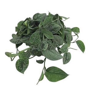 Scindapsus Pictus Silvery Ann Bush