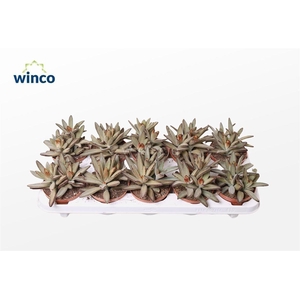 Kalanchoe Tomentosa Golden Girl