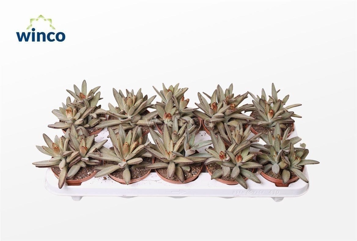 Kalanchoe Tomentosa Golden Girl