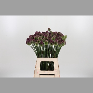 Allium Sphaerocephal (kogel)