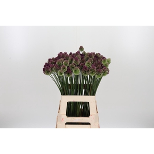 Allium Sphaerocephal (kogel)