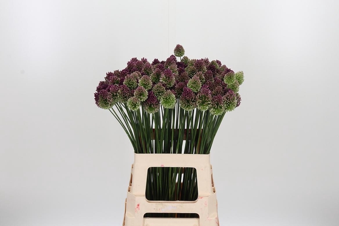<h4>Allium Sphaerocephal (kogel)</h4>