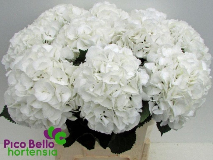 <h4>Hydrangea schneeball</h4>