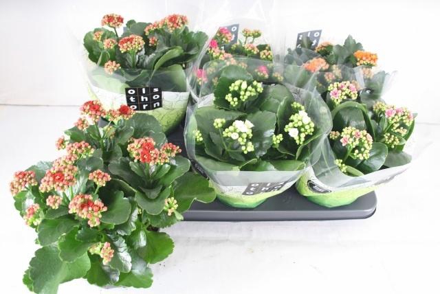 <h4>KAL GE GEM 5 KL</h4>