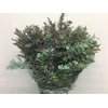 Mimosa Baleyana
