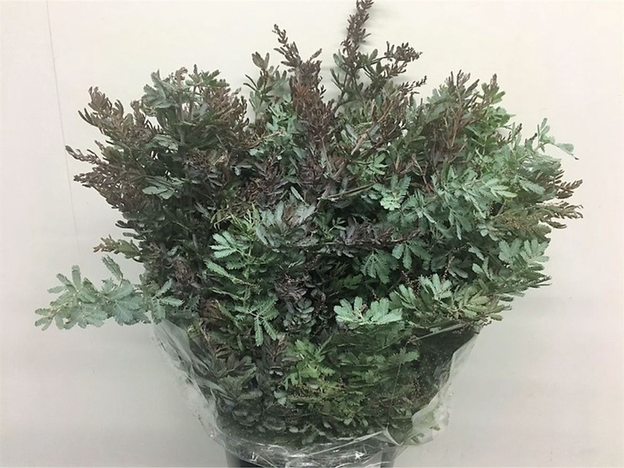 Mimosa Baleyana
