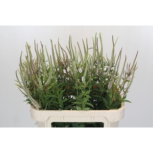 Veronica Virginica Alba