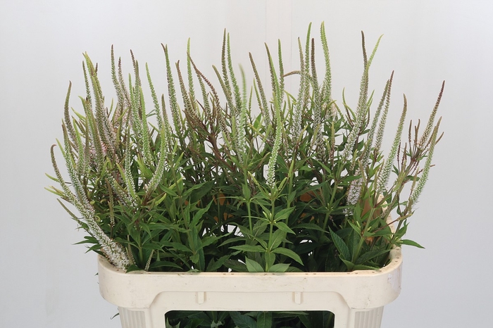 <h4>Veronica Virginica Alba</h4>
