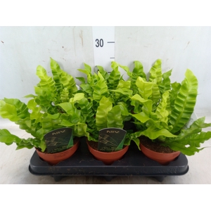Asplenium nidus 'Crispy Wave'