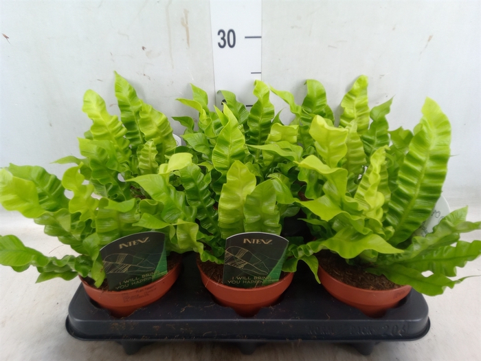 <h4>Asplenium nidus 'Crispy Wave'</h4>