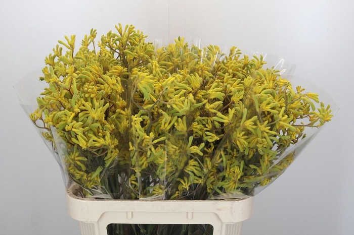 <h4>Anigozanthos Bush Down</h4>