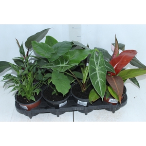 PLANTA ORNAMENTAL P15 VARIADO