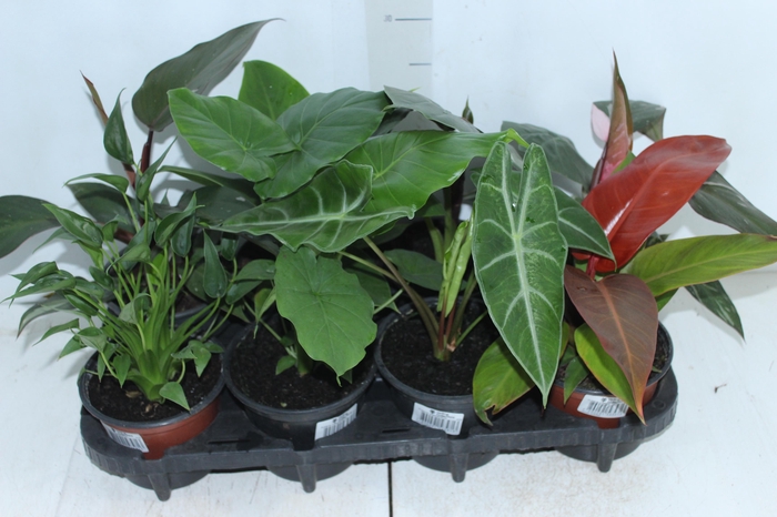 <h4>PLANTA ORNAMENTAL P15 VARIADO</h4>