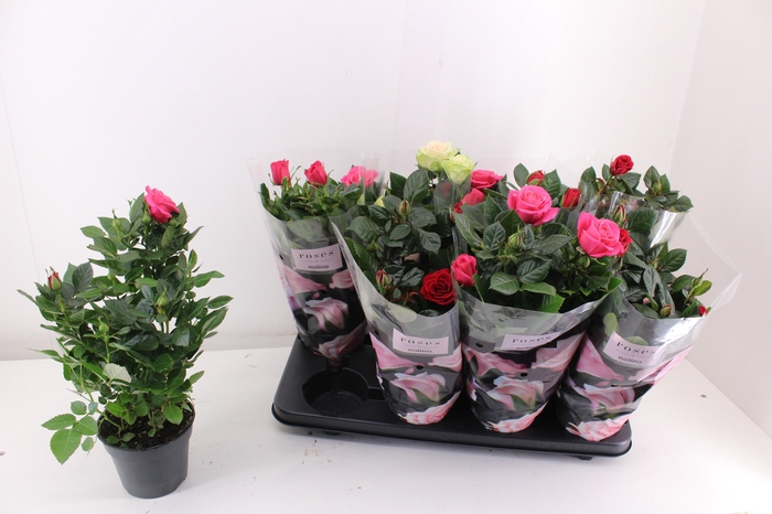 <h4>RO PATHIT GEM 3 SRT</h4>