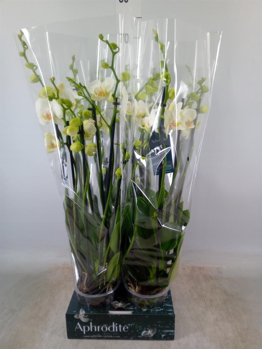 Phalaenopsis   ...white