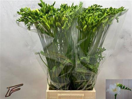 <h4>Fr En Ambiance</h4>