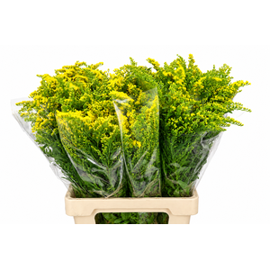 Solidago Golden Glory