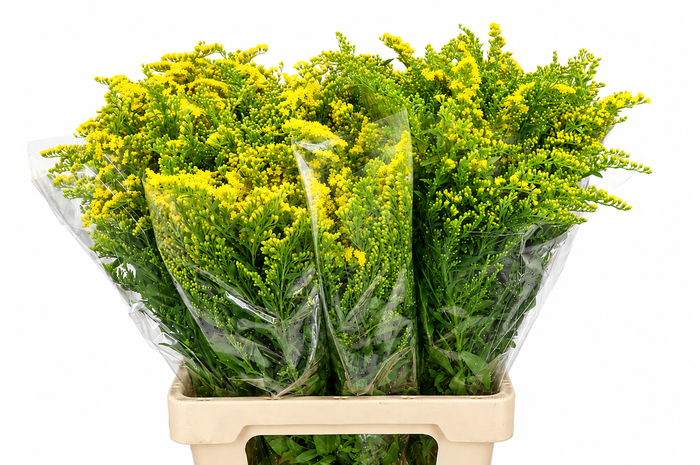 <h4>Solidago Golden Glory</h4>