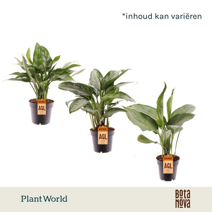 <h4>Aglaonema gemengd</h4>
