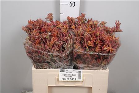 <h4>Anigoz Bush Princess</h4>