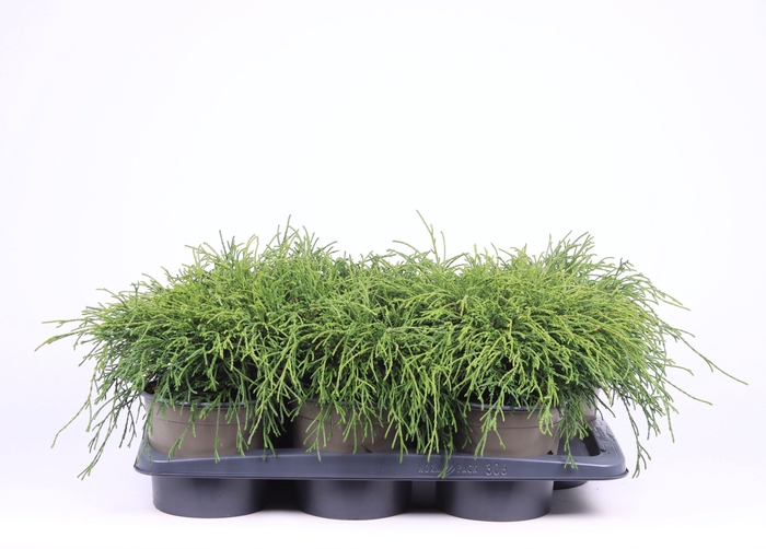 <h4>Chamaecyparis pisifera 'Filifera Nana'</h4>