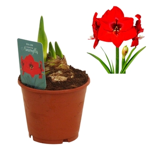 Hippeastrum Red Lion 3 knop