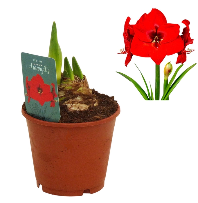 <h4>Hippeastrum Red Lion 3 knop</h4>