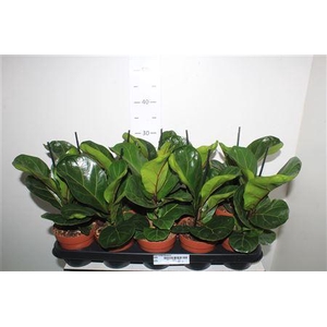 ** Ficus Lyrata Bambino ** Winter Promo **