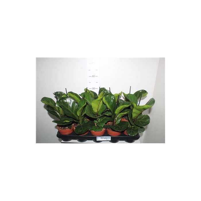<h4>** Ficus Lyrata Bambino ** Winter Promo **</h4>