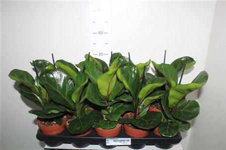 ** Ficus Lyrata Bambino ** Winter Promo **