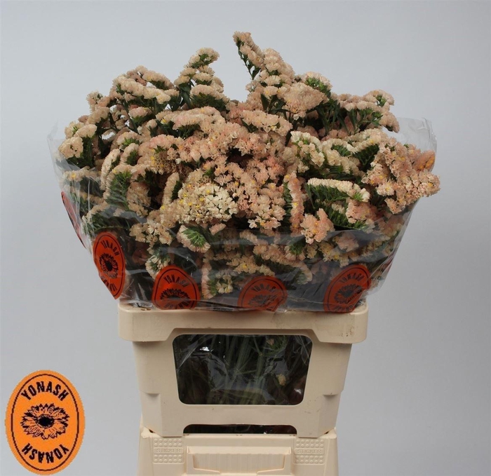 <h4>Lim S Sin Hon Aprico</h4>