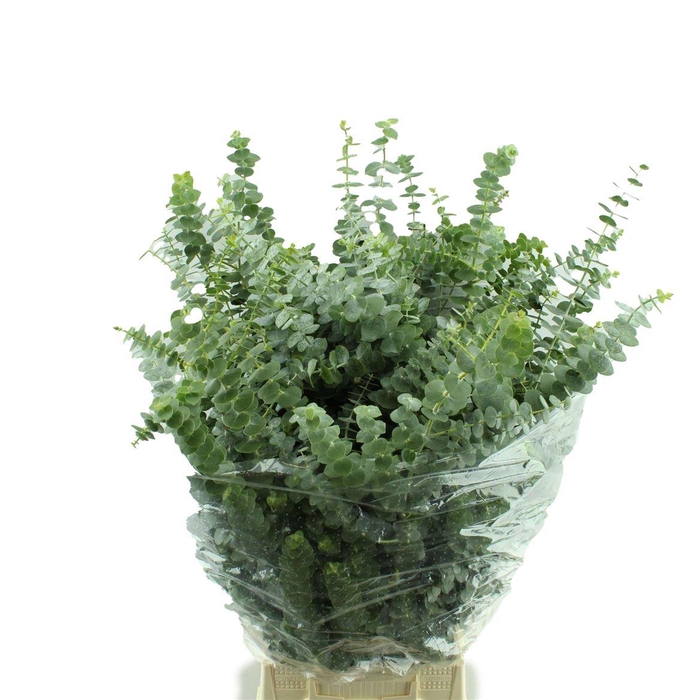 <h4>Baby Blue Lang</h4>