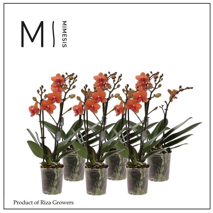 <h4>Phalaenopsis Multi Orange 2 spike - 12cm | Mimesis</h4>